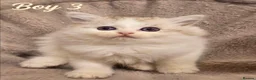 Persian cats for sale: 🐾 Beautiful Persian Kittens 🐾 - Advert 7