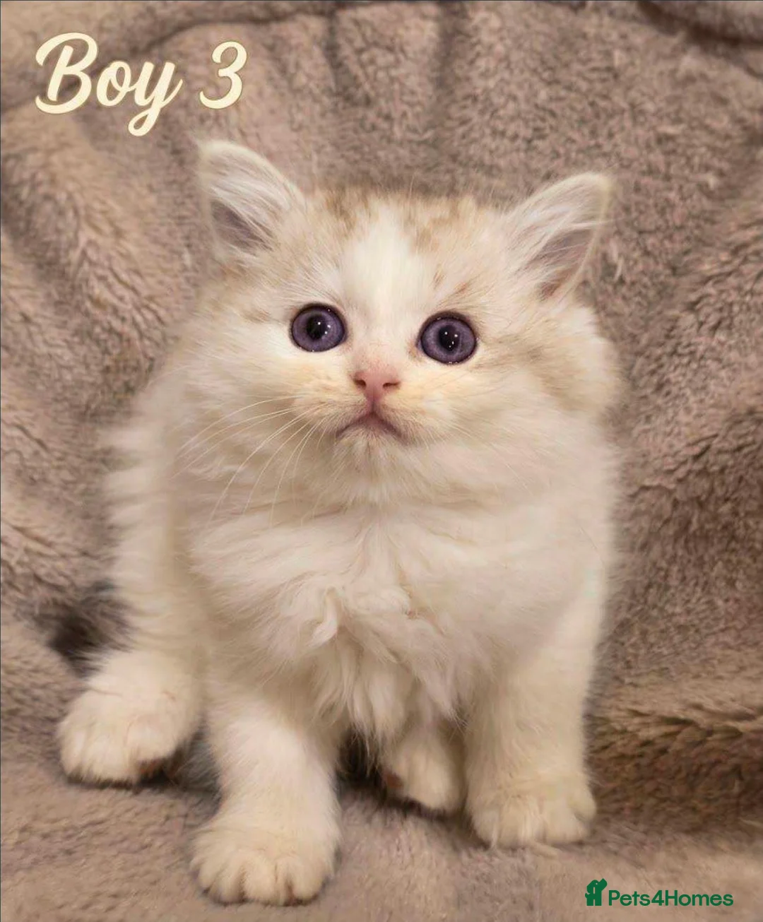 Persian cats for sale: 🐾 Beautiful Persian Kittens 🐾 - Advert 7