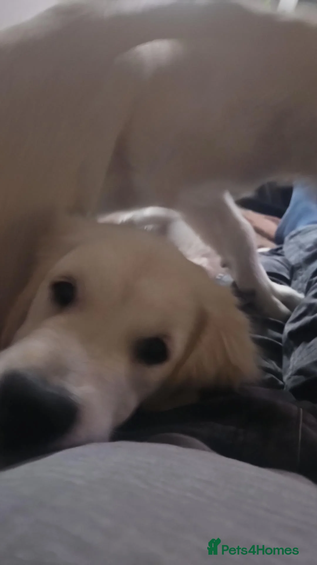 Golden Retriever dogs for sale: 2 golden retriever puppies ready for a new home - Advert 1