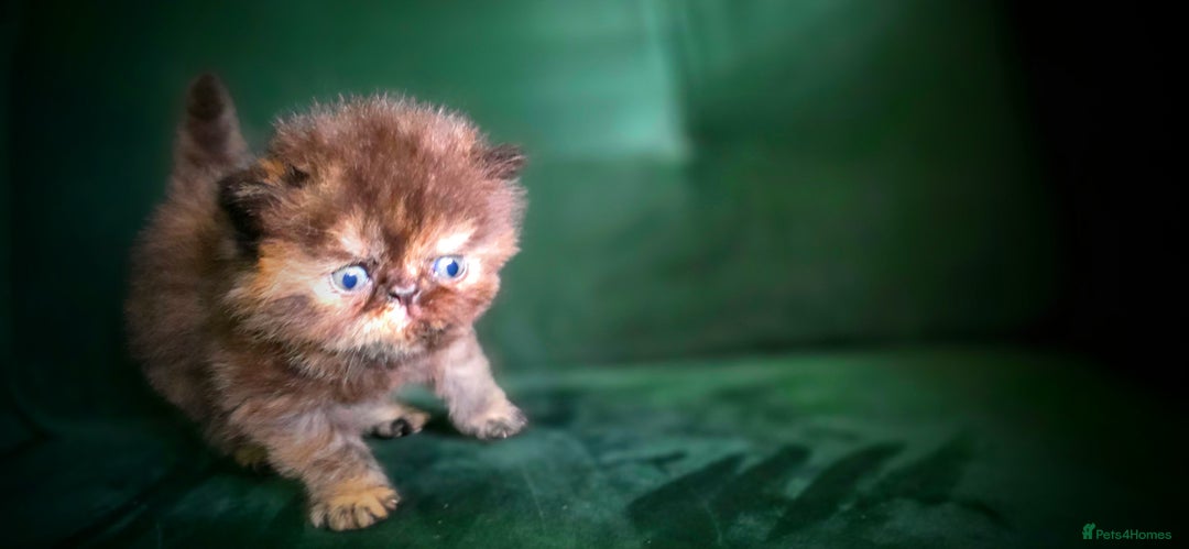 Persian cats for sale: Beautiful and Rare Purebred Persian Kittens - Image 7