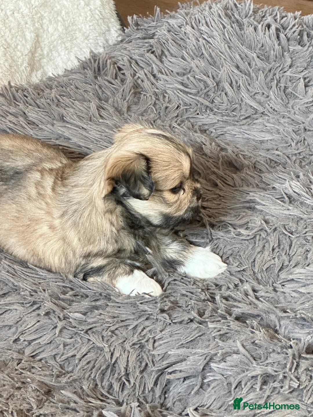 Lhasa Apso dogs for sale: Lhasa Apso pups for sale  - Advert 5