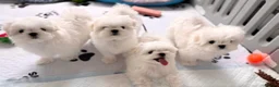 Maltese dogs for sale: Bambelina~ Simply The Best~ Korean Maltese in Stratford-upon-Avon - Advert 23