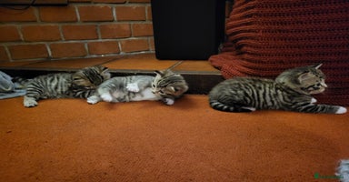 Mixed Breed cats Beautiful tabby kittens - Advert 4