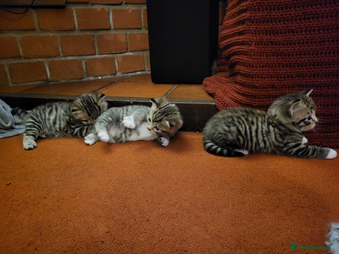 Mixed Breed cats for sale: Beautiful tabby kittens - Image 2