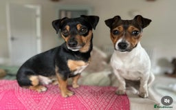 Jack Russell dogs for sale: Jack Russell pups for sale - Image 9