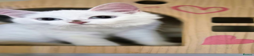 Non standard Munchkin girl 