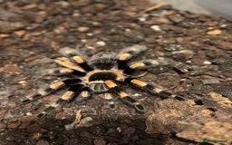 Spiders invertebrates for sale: 5 year old Mexican red knee tarantula  - Image 4