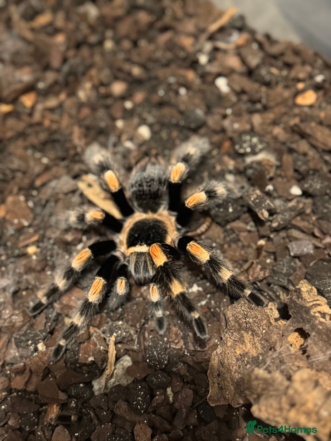 Spiders invertebrates for sale: 5 year old Mexican red knee tarantula  - Image 4