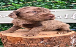Cocker Spaniel dogs for sale: 🌟 cocker spaniel puppies 🌟 - Image 6