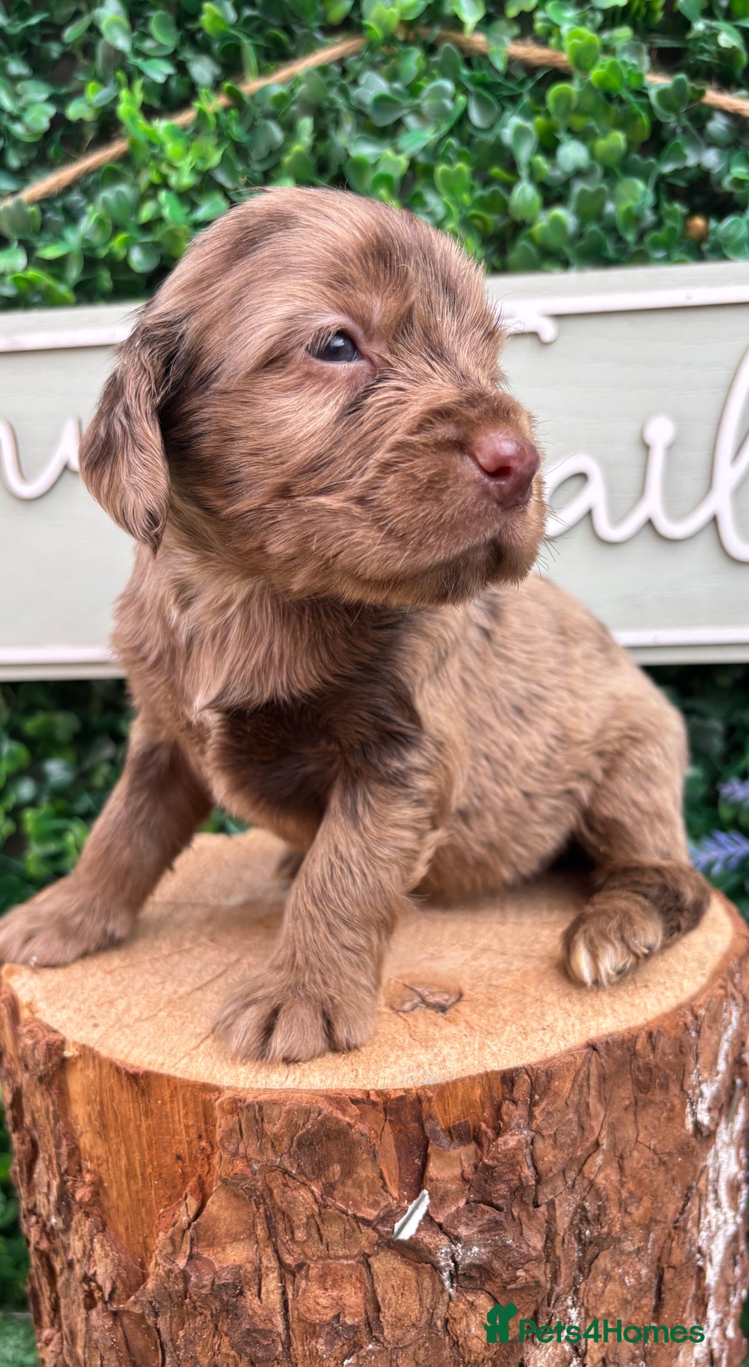 Cocker Spaniel dogs for sale: 🌟 cocker spaniel puppies 🌟 - Image 6