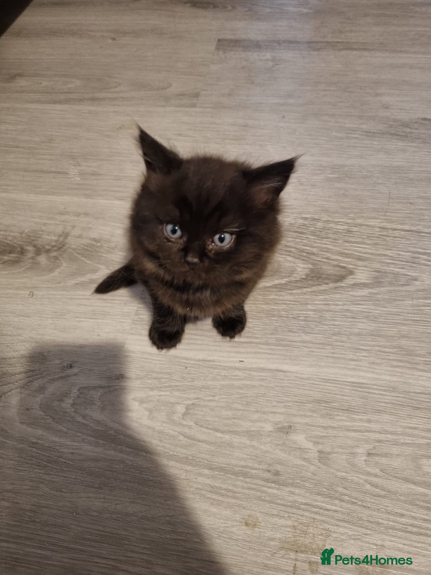 Ragdoll cats BLACK LITTLE GIRL STILL SEARCHING FOR A HOME - Advert 12