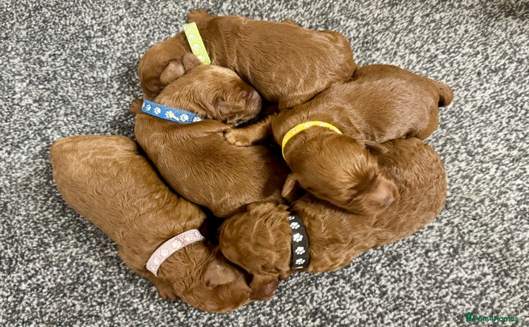 Cockapoo dogs - Advert 1