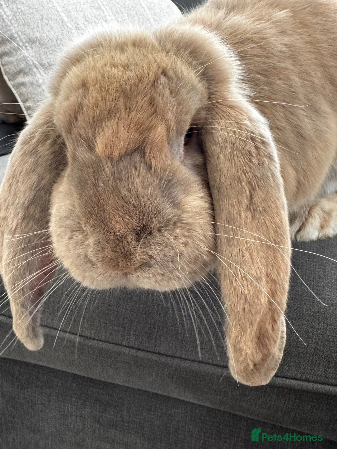 French Lop rabbits for sale: Bonded French lops  in Wimborne - Advert 8