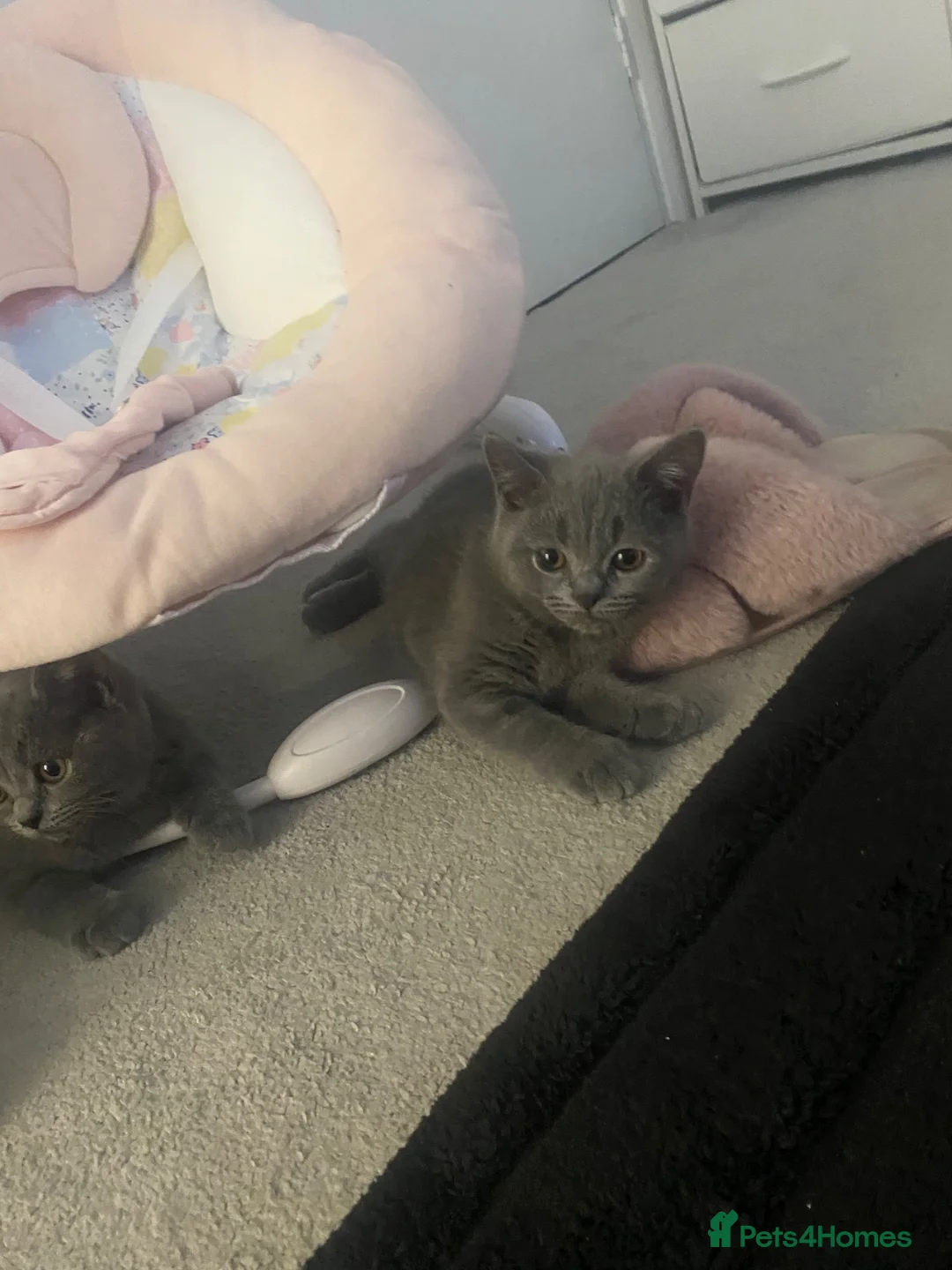 British Shorthair cats for sale: One beautiful girl available  - Advert 2