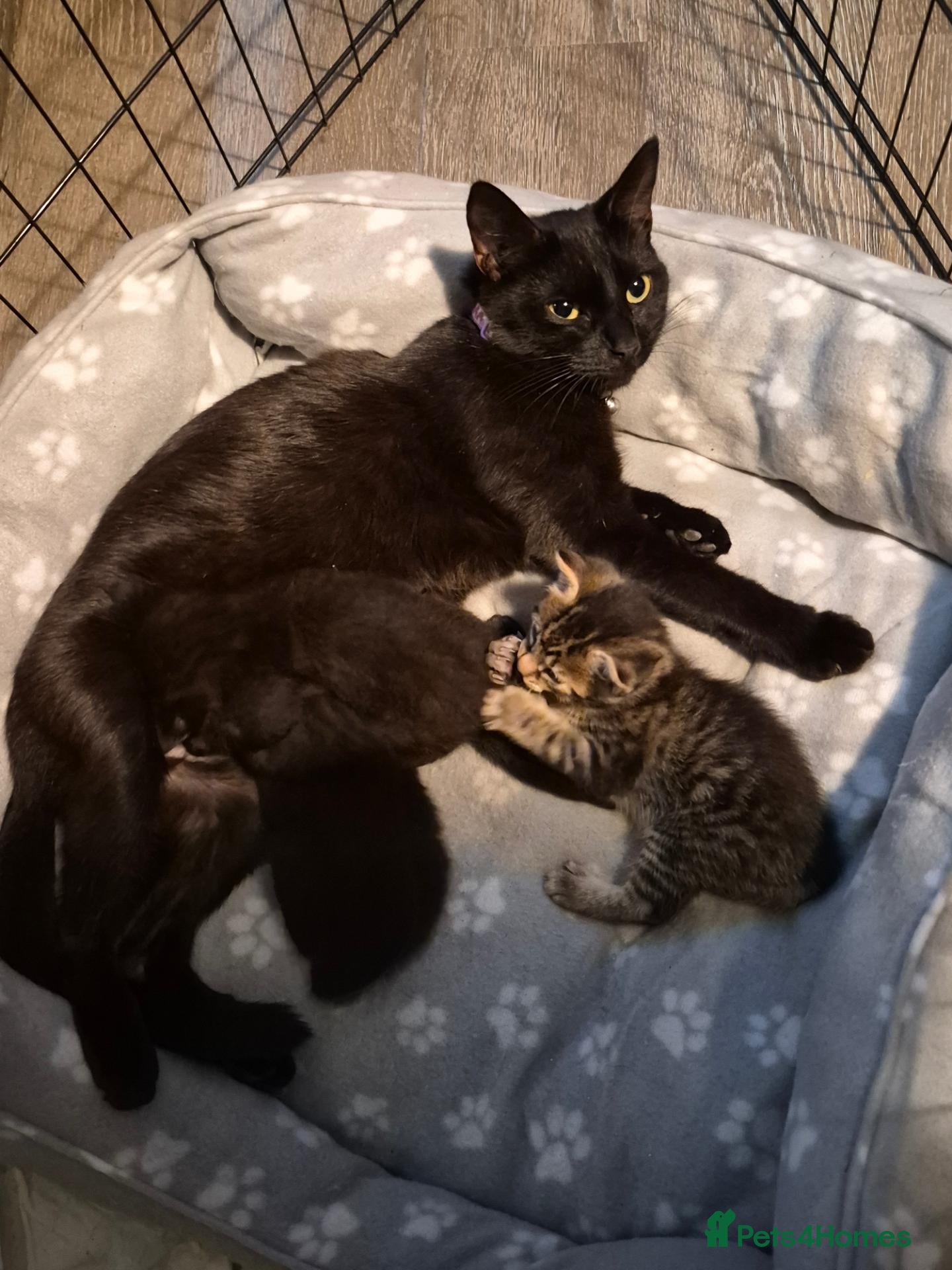Mixed Breed cats 3 beautiful kittens.  Needing a new home 223 - Advert 1