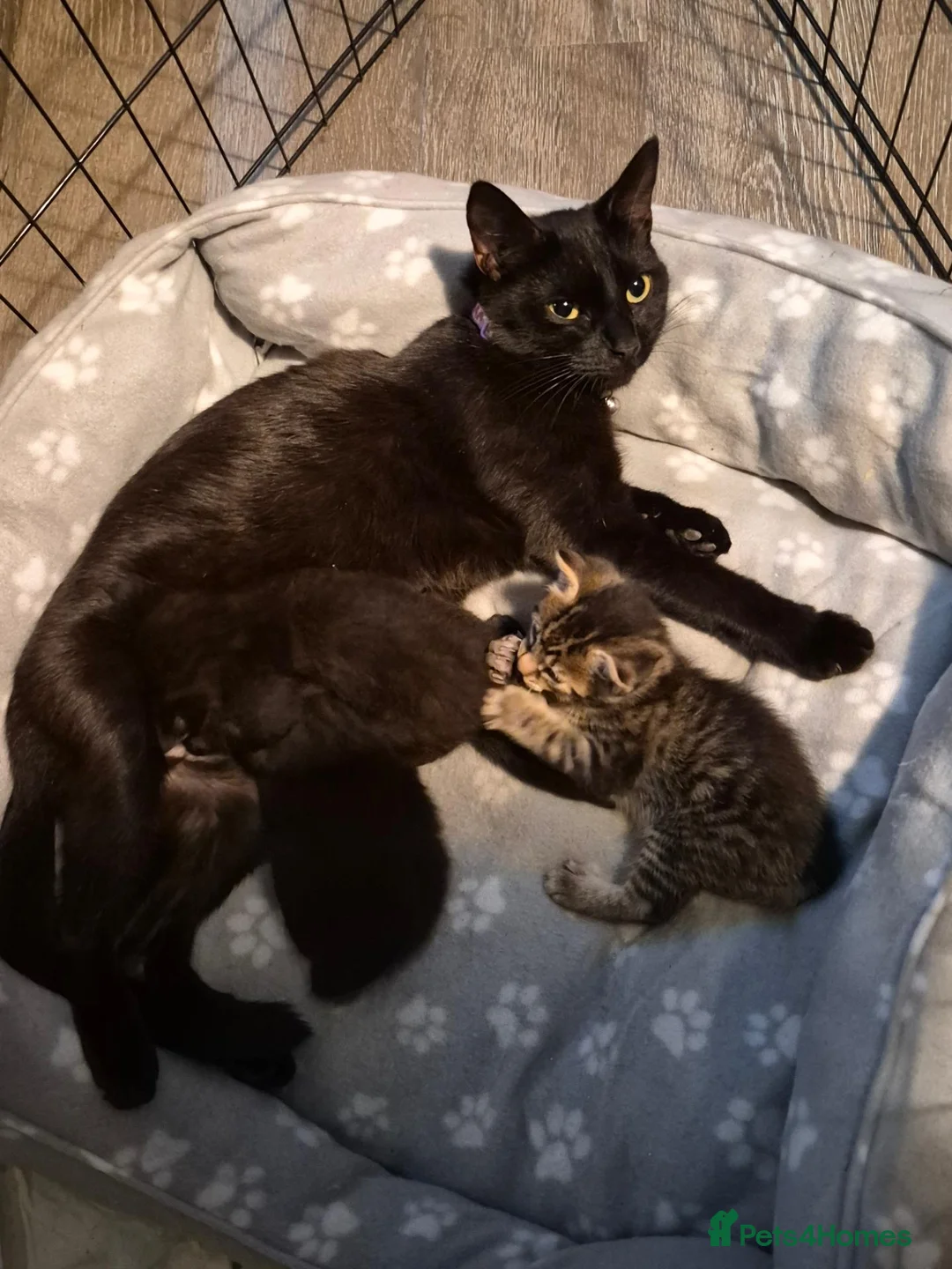 Mixed Breed cats for sale: 3 beautiful kittens.  Needing a new home 223 in Bedworth - Advert 1