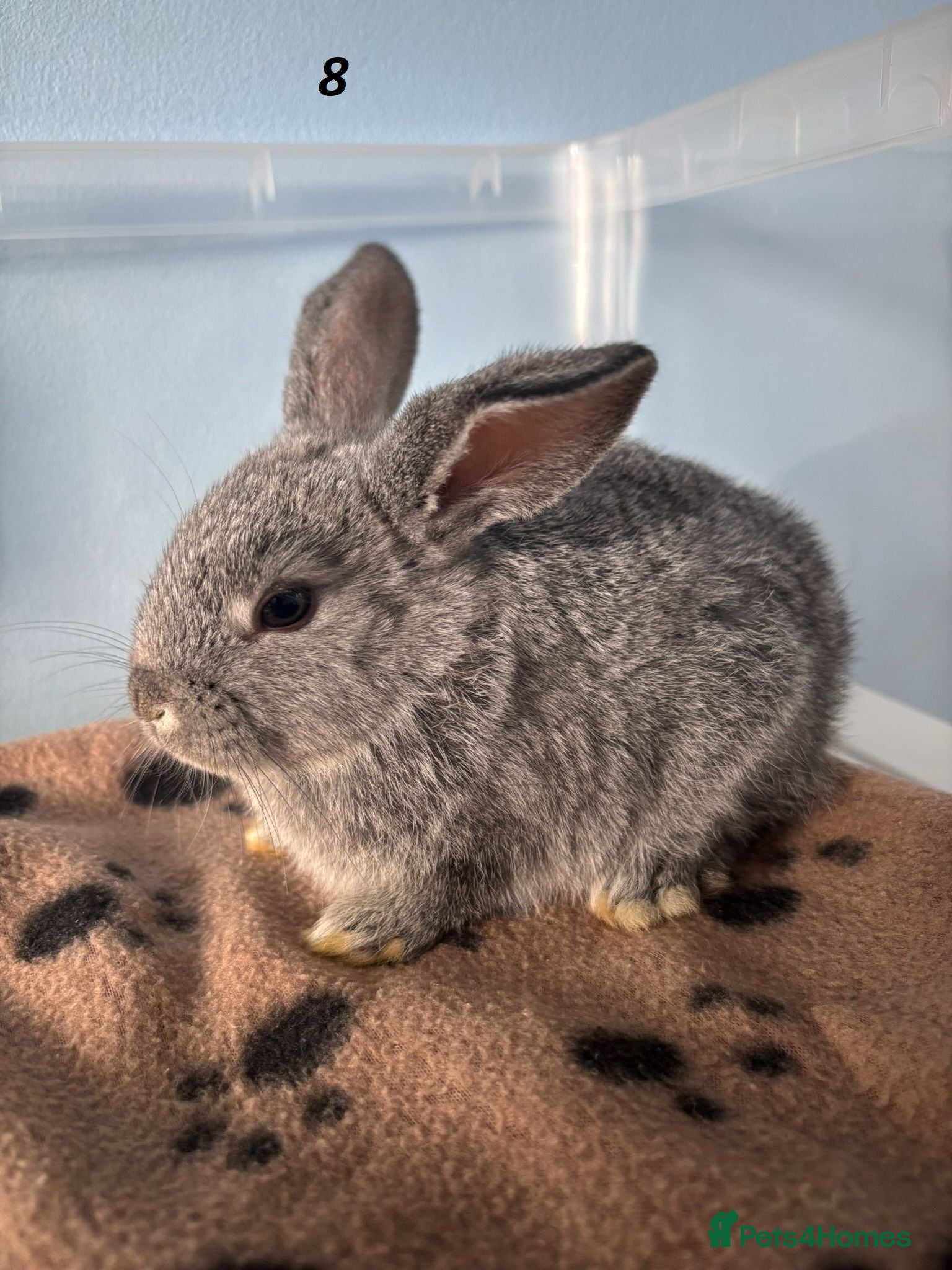 Mini Lop rabbits 🐰 Beautiful Mini Lop Baby Bunnies– Ready to go 🐰 - Advert 2