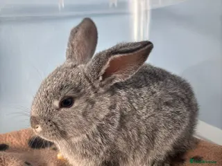 Mini Lop rabbits 🐰 Beautiful Mini Lop Baby Bunnies– Ready to go 🐰 - Advert 2