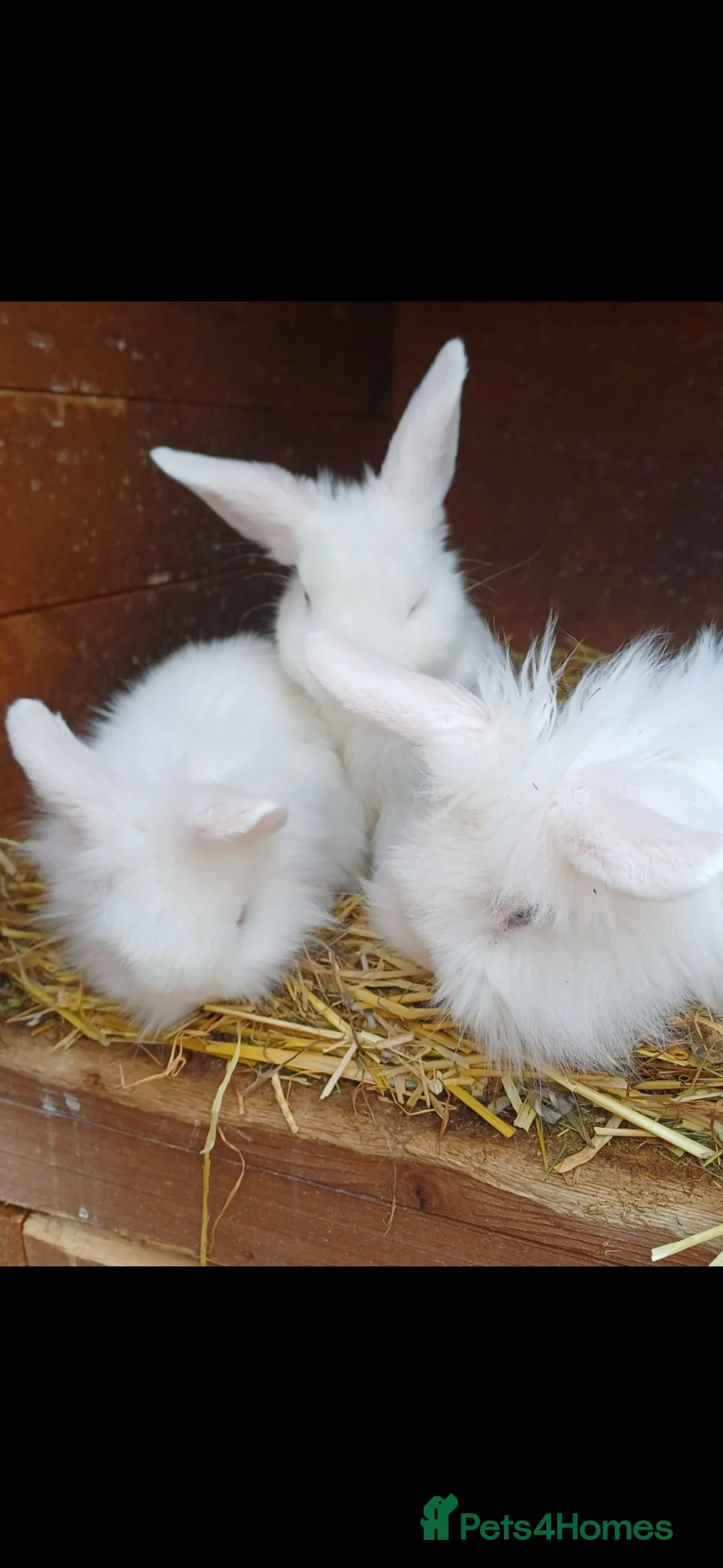 Mini Lion Lop rabbits for sale: Mixed sex 10 week old rabbits in Scunthorpe - Advert 2