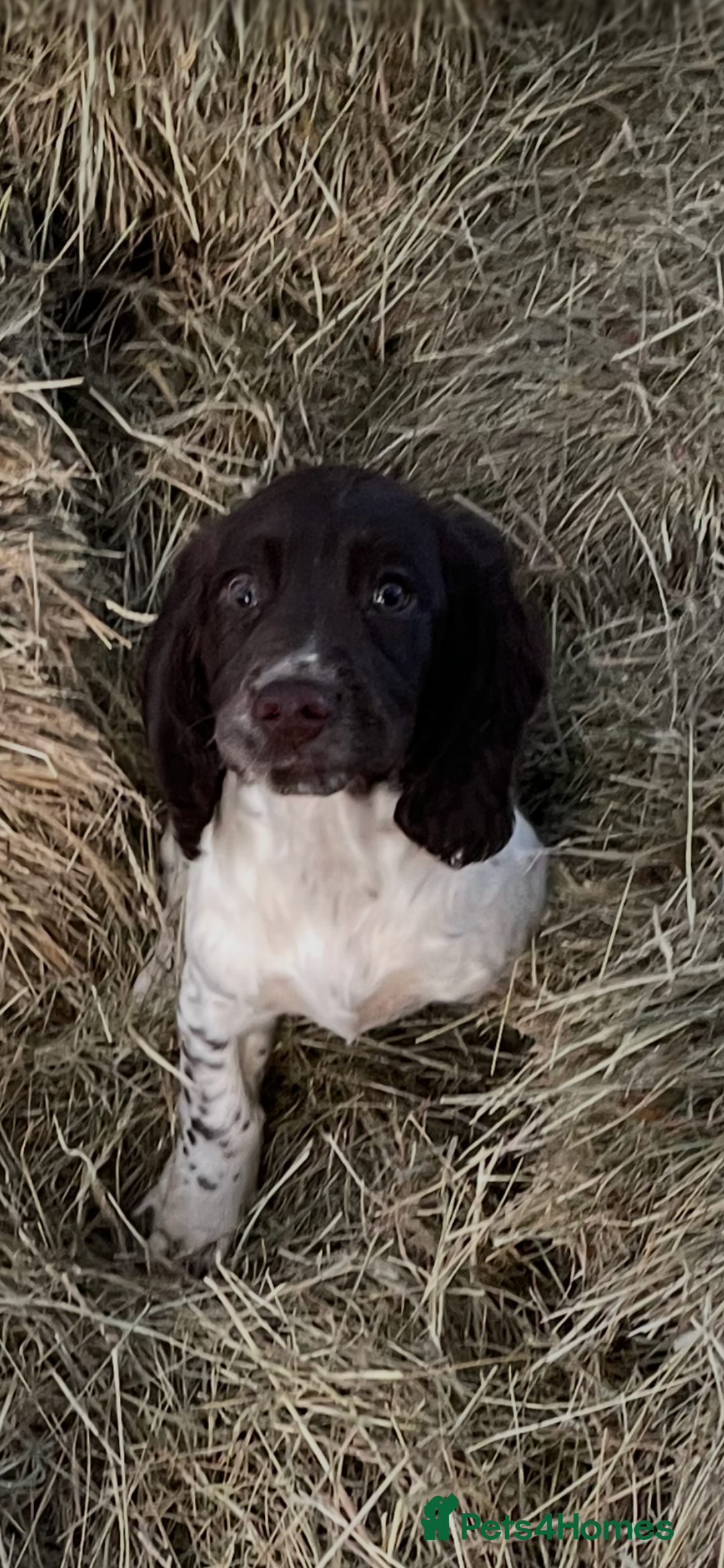 Sprocker dogs for sale: Beautiful Sprocker puppies - Advert 4