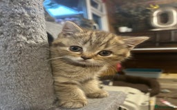 British Shorthair cats for sale: Adorable BSH kittens - Image 16