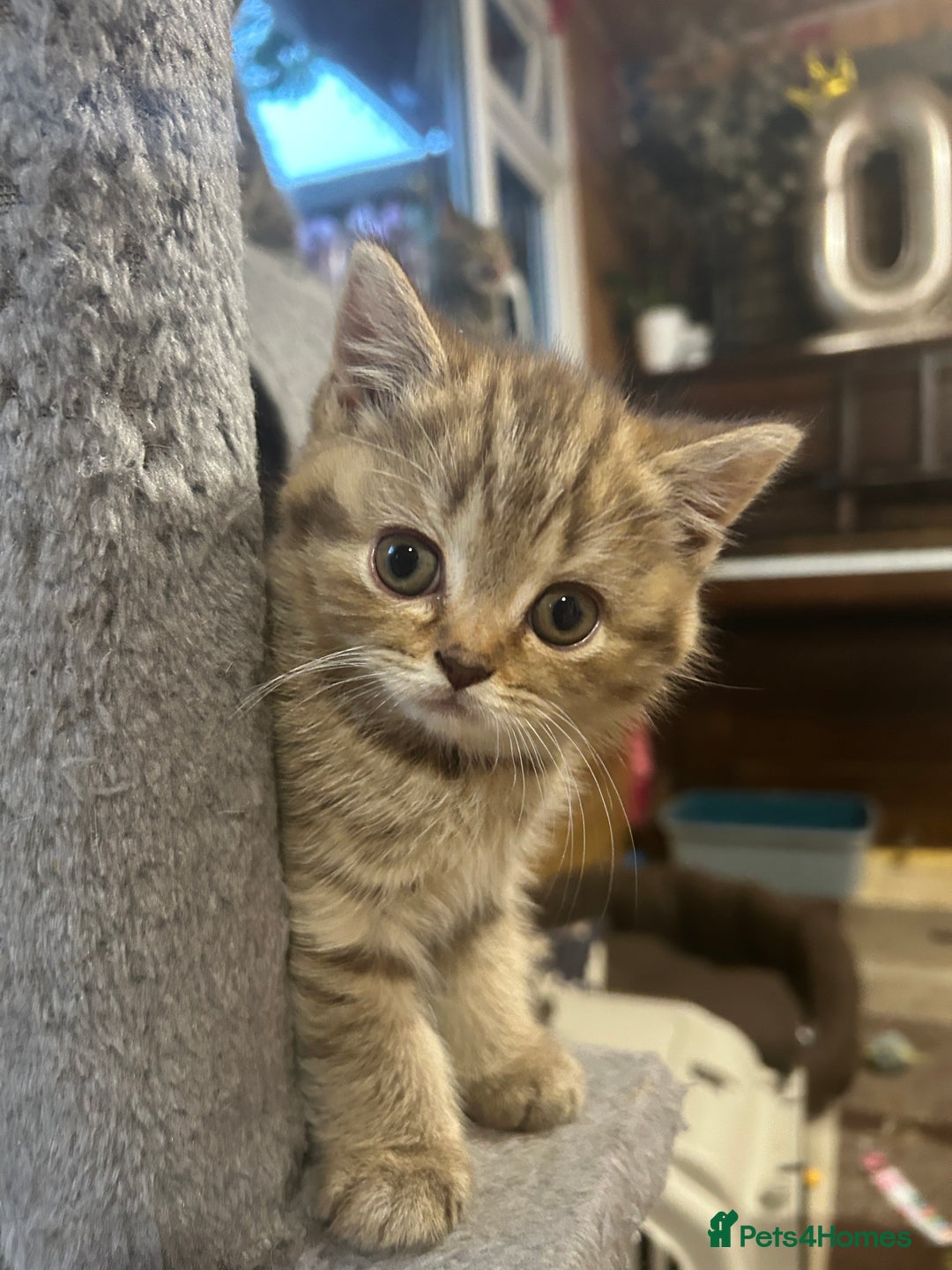 British Shorthair cats for sale: Adorable BSH kittens - Image 16