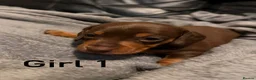Miniature Dachshund dogs for sale: Chocolate & tan miniature dachshunds  - Advert 3