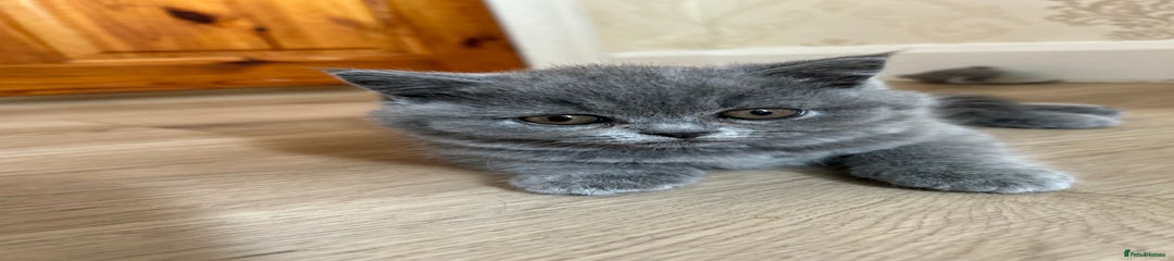 British Shorthair Kitten 2