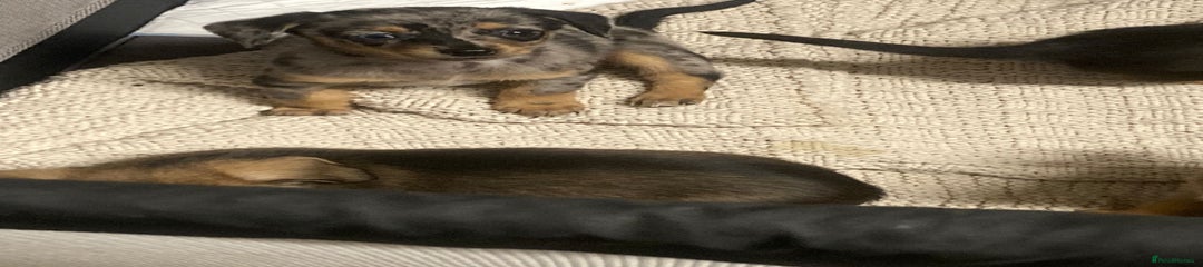 Mixed Breed Puppy 2