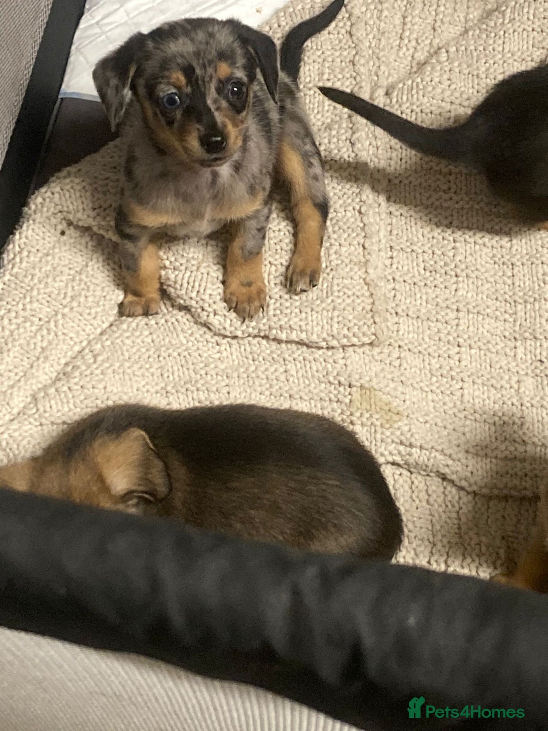 Mixed Breed dogs for sale: Dachshund and Pomeranian - Image 2