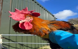 Chickens poultry for sale: Cockerels, Blue Copper Maran, Cream Legbar, Olive  - Image 1