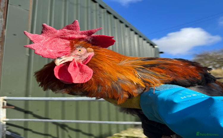 Chickens poultry - Advert 1