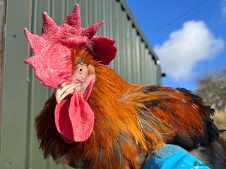 Chickens poultry - Advert 1