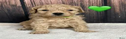 Miniature Poodle dogs for sale: Gorgeous Miniature Poodles - Advert 8