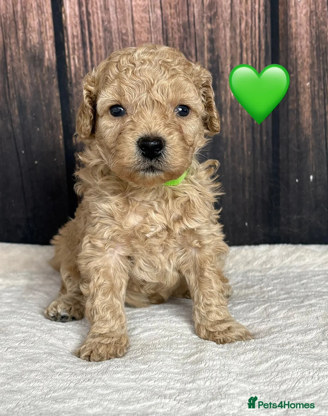 Miniature Poodle dogs for sale: Gorgeous Female Miniature Poodles Ready To Leave! - Advert 21