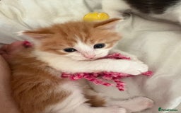 Mixed Breed cats for sale: Kittens for sale  - Image 1