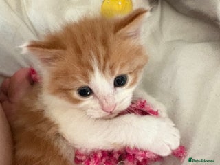 Mixed Breed cats - Advert 2