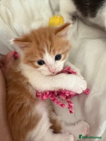 Mixed Breed cats - Advert 2