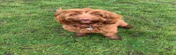 Cockapoo dogs for sale: F2 Cockapoos  - Advert 13