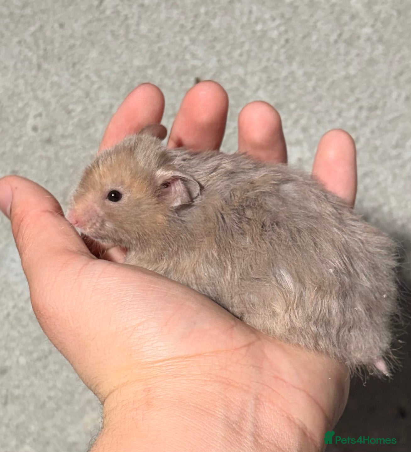 Hamster rodents BABY TAME PEDIGREE SYRIAN HAMSTERS  - Advert 4