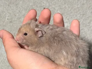 Hamster rodents BABY TAME PEDIGREE SYRIAN HAMSTERS - Advert 4