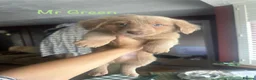 Mixed Breed dogs for sale: Beautiful German Sausages!! - Advert 15