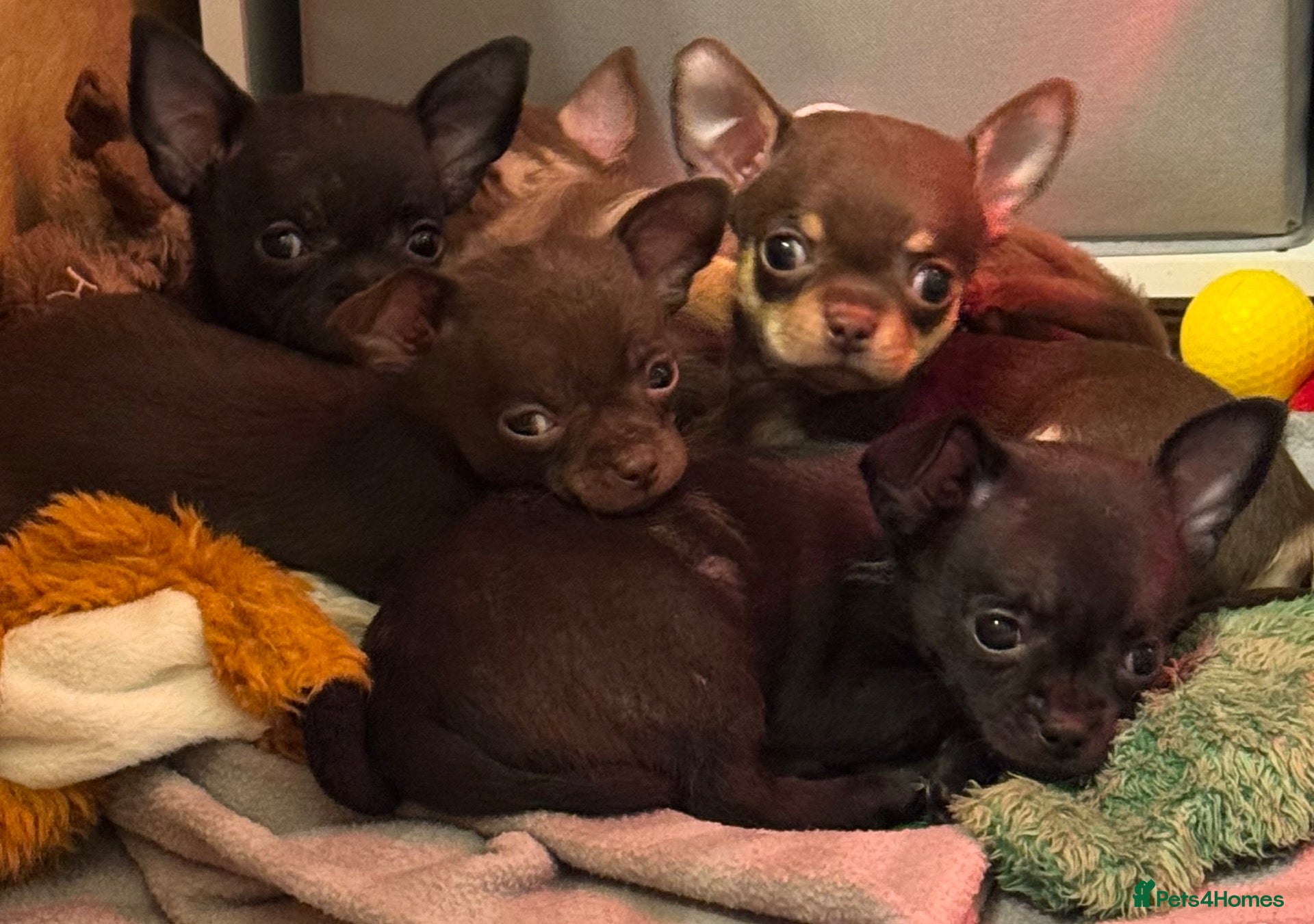 Chihuahua dogs Last Female left- Short Haired Chihuahua KC Reg - Advert 2