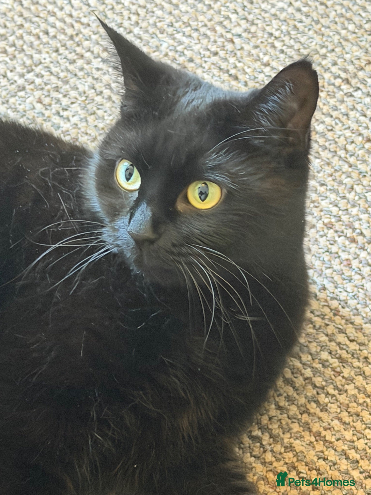 Bombay cats Black Cat Looking for an Experienced Owner - Advert 1
