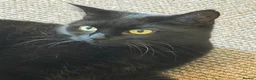 Bombay cats for sale: Black Cat Looking for an Experienced Owner - Advert 1