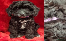 Cockapoo dogs for sale: Stunning F1 Show type cockapoos - Image 3