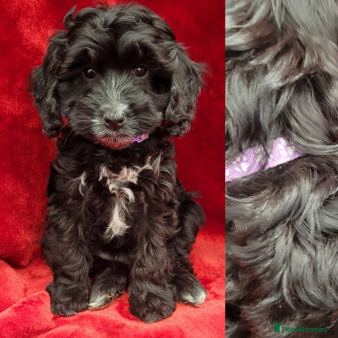 Cockapoo dogs for sale: Stunning F1 Show type cockapoos - Image 3