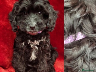 Cockapoo dogs - Advert 1