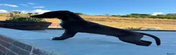 Whippet dogs for sale: Whippet Puppies  in Presteigne - Advert 9
