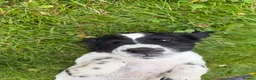 English Springer Spaniel dogs for sale: SPRINGER SPANIEL PUPPIES - Advert 2